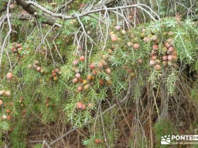 La Pedriza - Collado del Cabrón - Charca Verde _ excursiones y senderismo en Madrid;excursiones alr